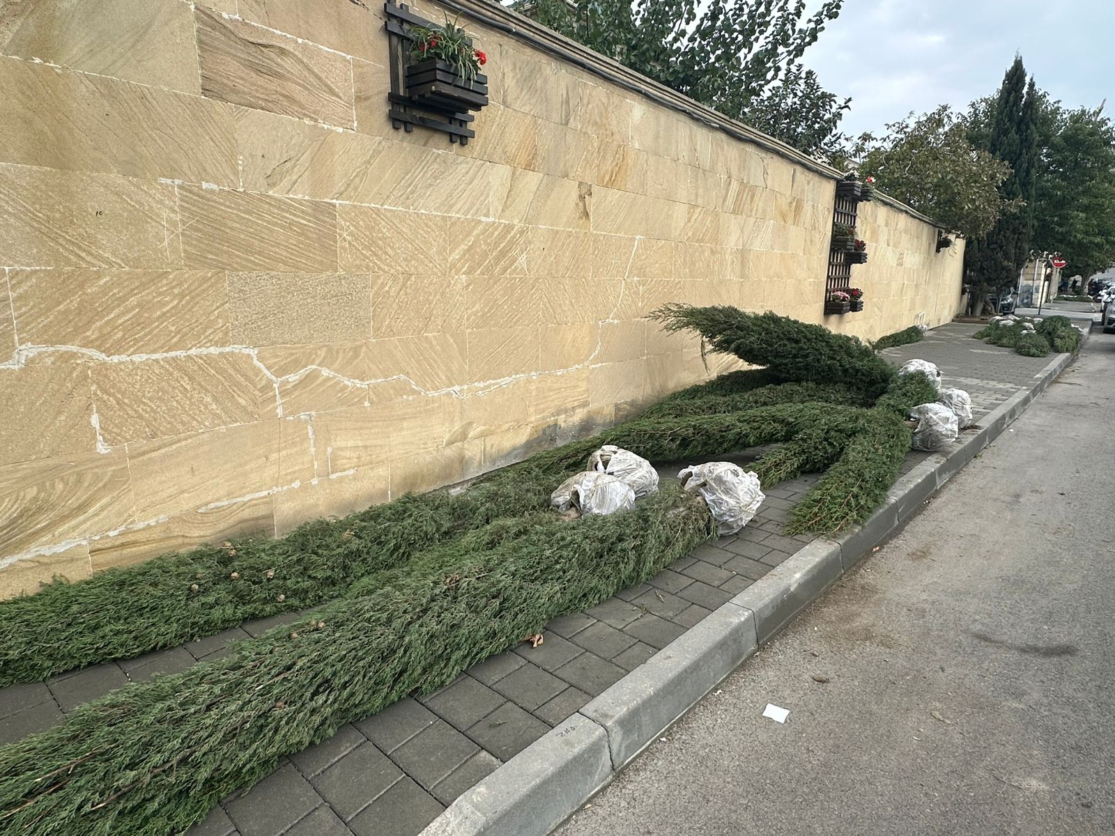 Xətaidə ağacəkmə aksiyasına start verildi - FOTOLAR