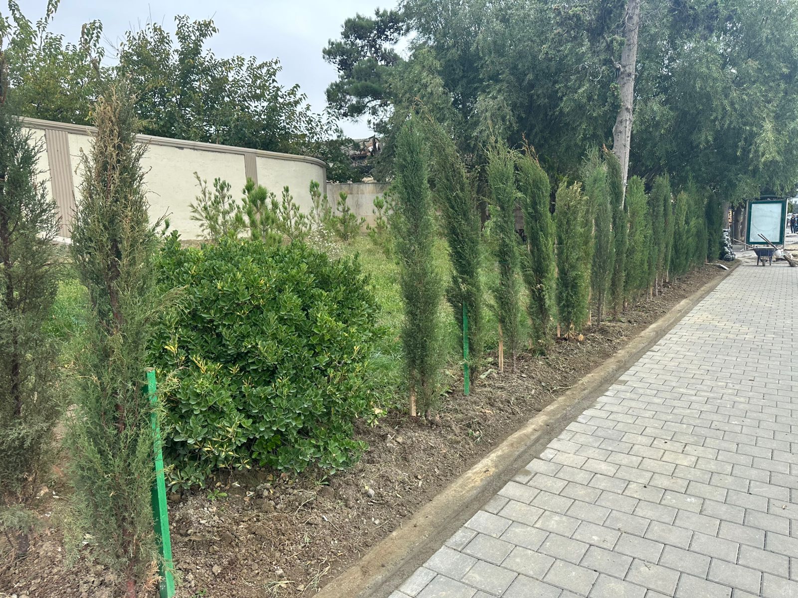 Xətaidə ağacəkmə aksiyasına start verildi - FOTOLAR