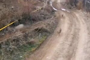 Bu kəndimiz niyə qurdların məskəninə çevrildi? – SƏBƏB 