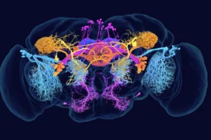 Yer üzündə ilk ölməz canlı peyda oldu - VİDEO