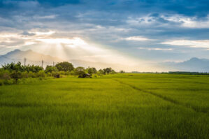 Bu torpaqlar güzəştli şərtlərlə icarəyə veriləcək