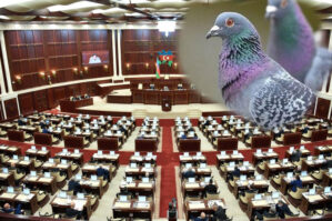 govercin