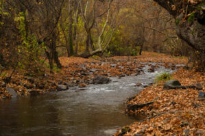 Payız gəlir... - Dəqiq tarix