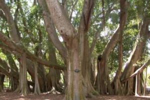 Dəmir kimi möhkəm olan dəmirağacın inanılmaz sirri nədir?