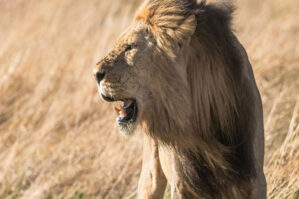 aslan 1