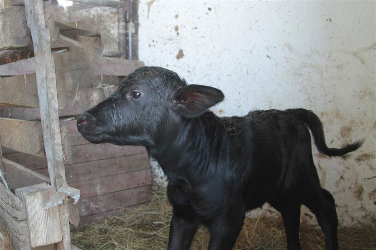 Camış balasına görə subsidiya veriləcək - Məbləğ