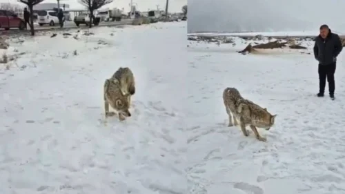 Türkiyədə ikinci "faciə əlaməti" göründü - VİDEO