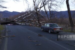 Güclü külək ağacları aşırdı: yol bağlandı - FOTOLAR