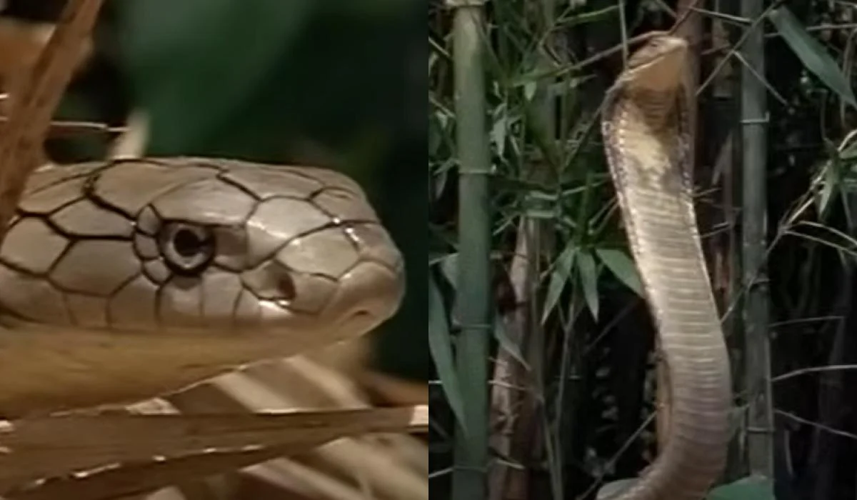 Müharibə zamanı rekord qıran unikal kobra niyə öldürüldü?