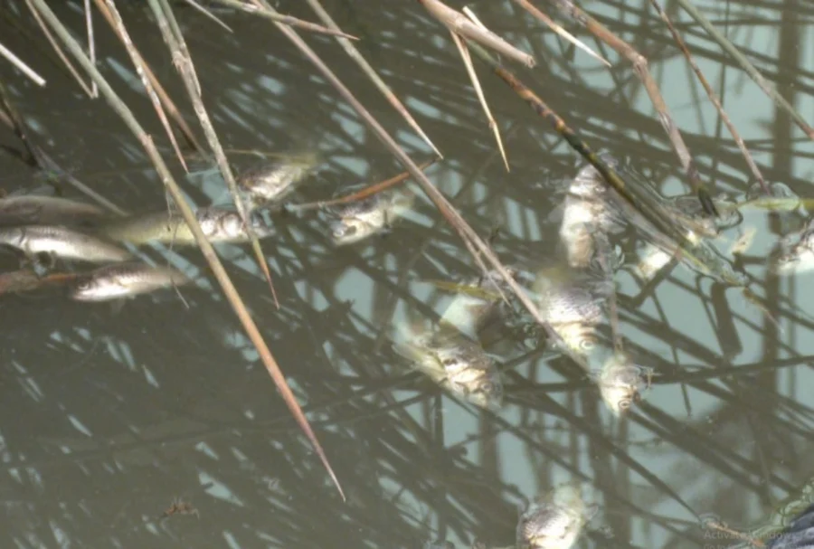 Bakıda göldə balıqlar tələf olurlar - SƏBƏB / VİDEO