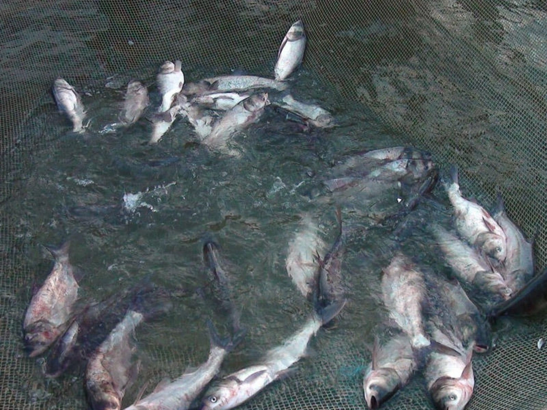 Xəzər dənizində balıqların sayı niyə azalır? - VİDEO