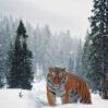 amur pelengi
