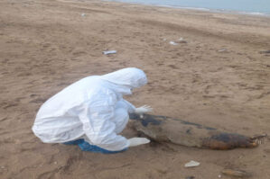 Bilgəhdəki suiti və quş cəsədləri ilə bağlı rəsmi açıqlama