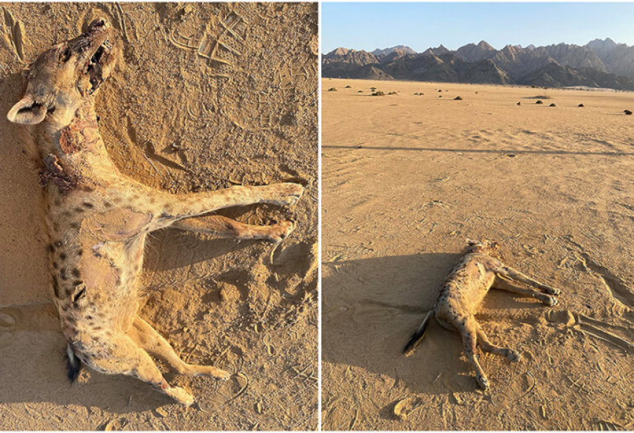 5 min ildən sonra ilk dəfə görünmüşdü - Çobanlar öldürdü