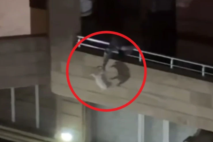 Bakıda pişiyə işgəncə verən gənc saxlanıldı - VİDEO