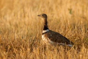 Ərəblər "Qırmızı Kitab"a düşən quşları ovlayırlar? - VİDEO