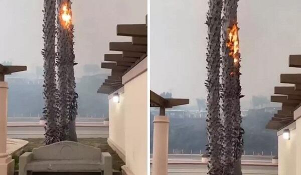 Los-Ancelesdə yanan ağac hər kəsi heyrətləndirdi - VİDEO