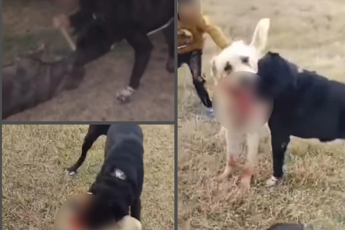 İt döyüşdürən şəxs və valideyni barəsində tədbir görüldü - VİDEO 1 İt döyüşdürən şəxs və valideyni barəsində tədbir görüldü - VİDEO