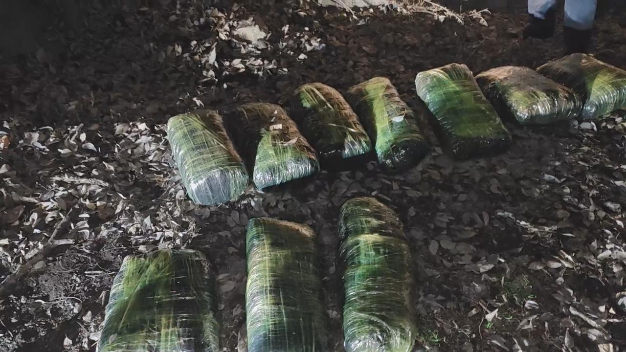 Balakəndə narkotik əməliyyatı: 16 nəfər tutuldu - VİDEO