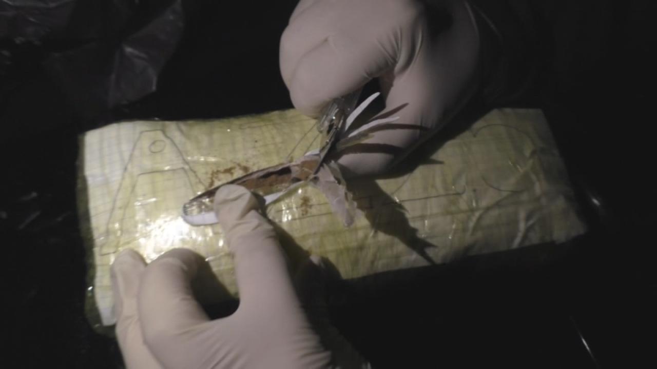 Balakəndə narkotik əməliyyatı: 16 nəfər tutuldu - VİDEO