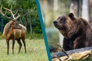Bakıda ayı və maral əti satılır - VİDEO