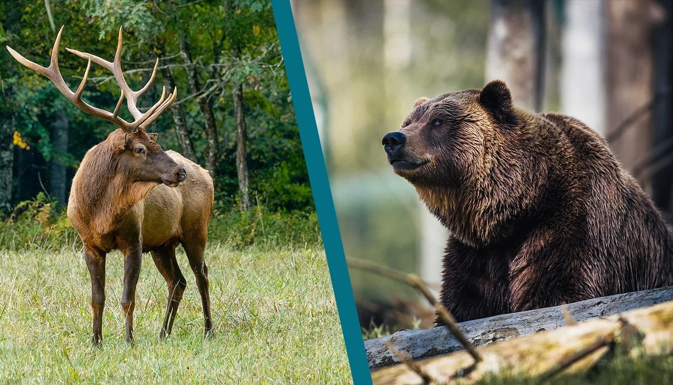 Bakıda ayı və maral əti satılır - VİDEO