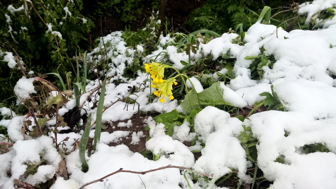 Azərbaycanda boz ay başladı