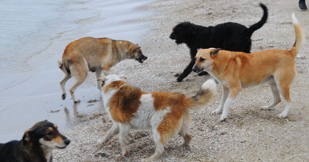 Oğuzda sahibsiz itlər əhalini qorxuya salır - VİDEO