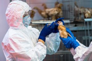 Azərbaycanda quş qripi ilə bağlı yoxlamanın nəticələri açıqlandı
