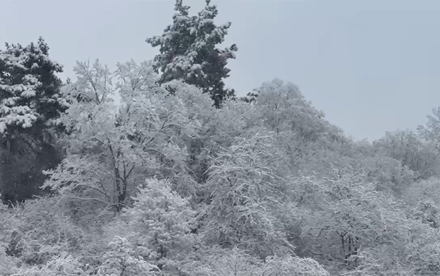 Göygöl və Şahdağ milli parklarından qarlı təbiət görüntüləri yayılıb.