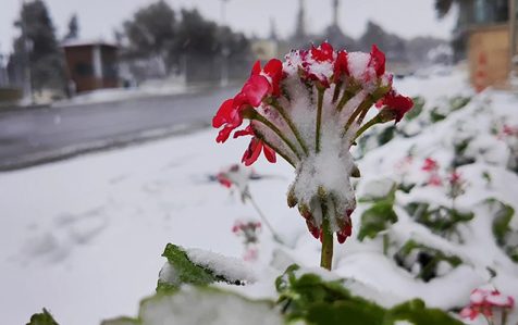 qarli hava 1