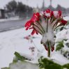 qarli hava