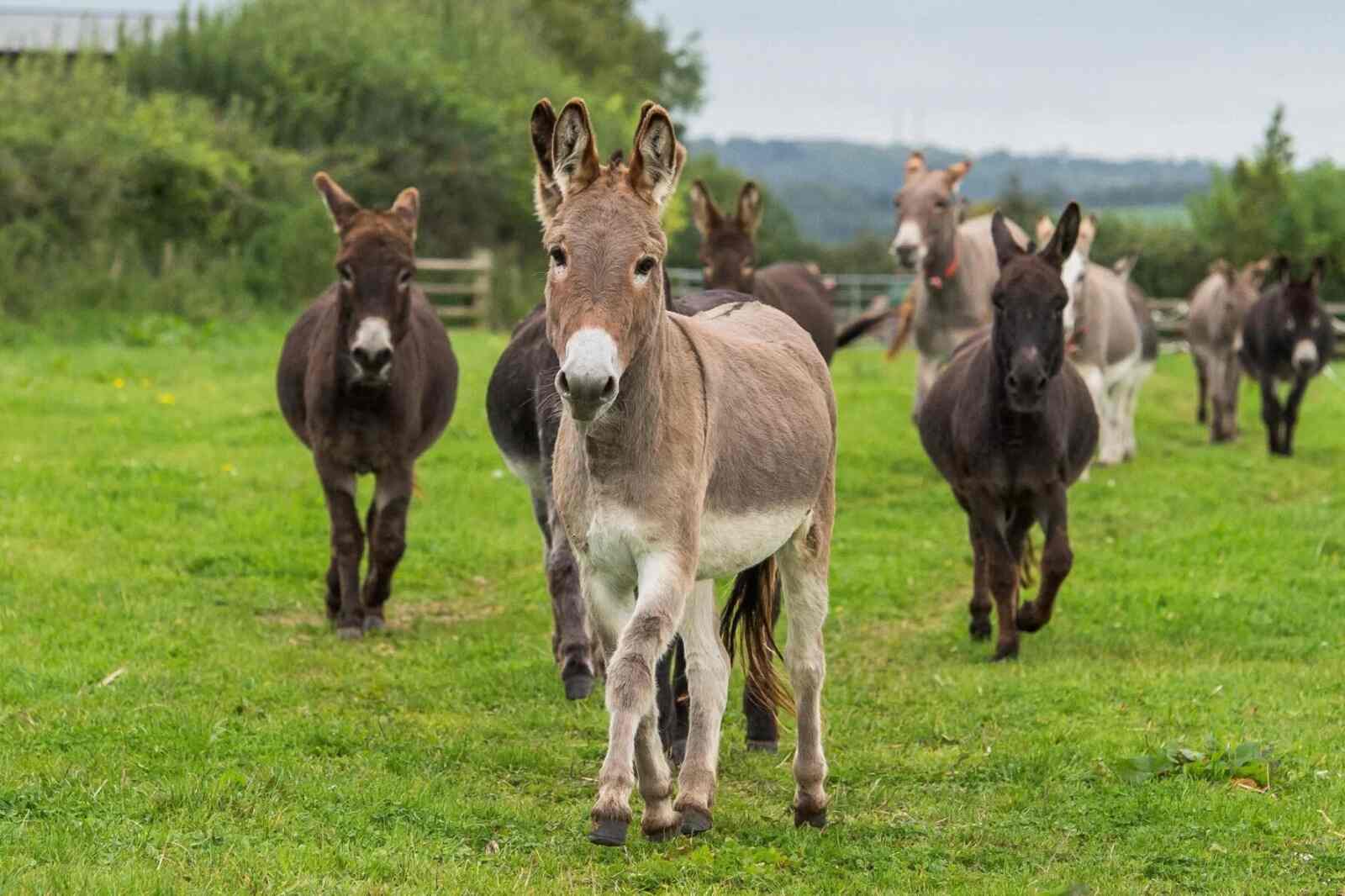 Azərbaycanda eşşək əti satışa çıxarıla bilər – Xüsusi fermada yetişdirilmiş...