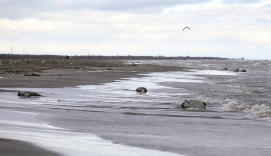 Xəzər sahilində narahatlıq yaradan görüntü - Açıqlama