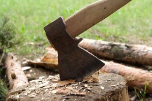 Yaşıllıqlar qanunsuz kəsildi: dəyən ziyanın məbləği...