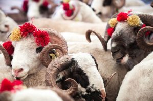 Azərbaycanda qurban kəsmək qadağan edilə bilər? – Şok səbəb