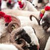 qurban