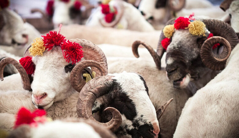 Azərbaycanda qurban kəsmək qadağan edilə bilər? – Şok səbəb