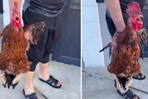 İftar üçün xoruz kəsən kişi faciəli şəkildə öldü