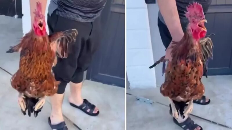 İftar üçün xoruz kəsən kişi faciəli şəkildə öldü