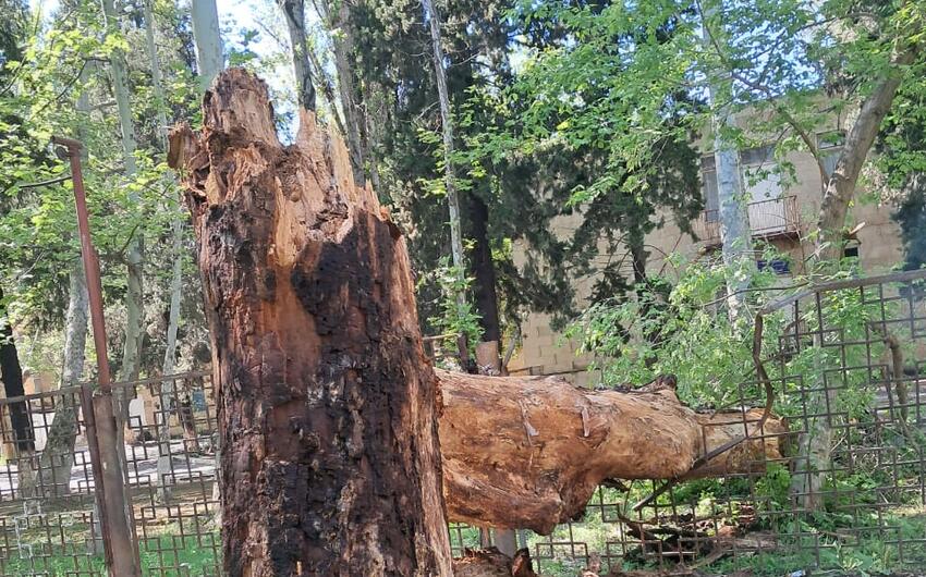 Mingəçevirdə ağac qopub uşaq bağçasının hasarına düşdü - FOTO