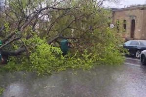 “Nizami” və "Xətai" yaxınlığında ağaclar aşdı - FOTO+VİDEO