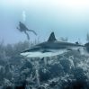 closeup large shark swimming underwater reefs with scuba diver background