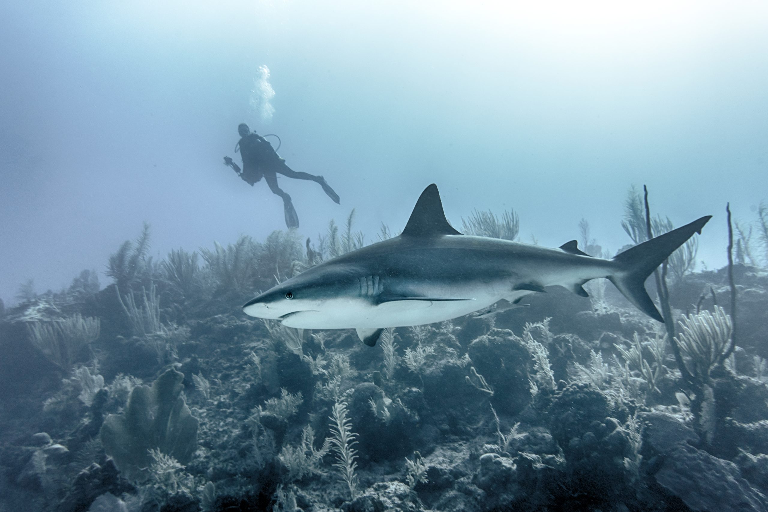 closeup large shark swimming underwater reefs with scuba diver background scaled