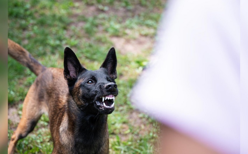 Goranboyda təhlükə: 12 yaşlı qızı küçə itləri dişlədi