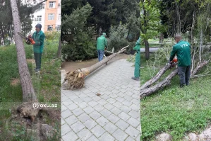 kulek