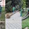 kulek