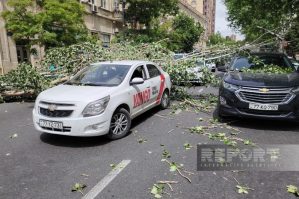 Küləyin aşırdığı ağaclar ərazidən götürüldü, yol açıldı - VİDEO