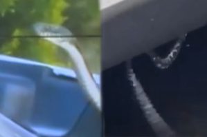 Bakıda maşınların mühərrik hissəsinə ilan girir - VİDEO