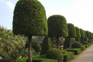 Bəzi bitkilər gömrük rüsumundan azad edilir